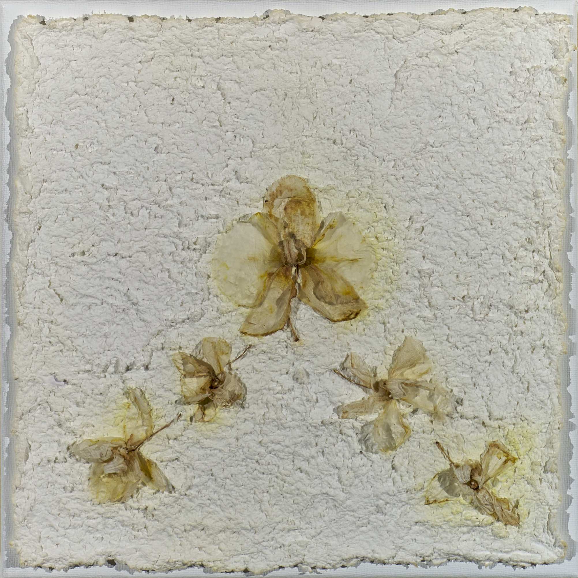Romani Barbara_002_SERIE ORCHIDEE_30x30_2024